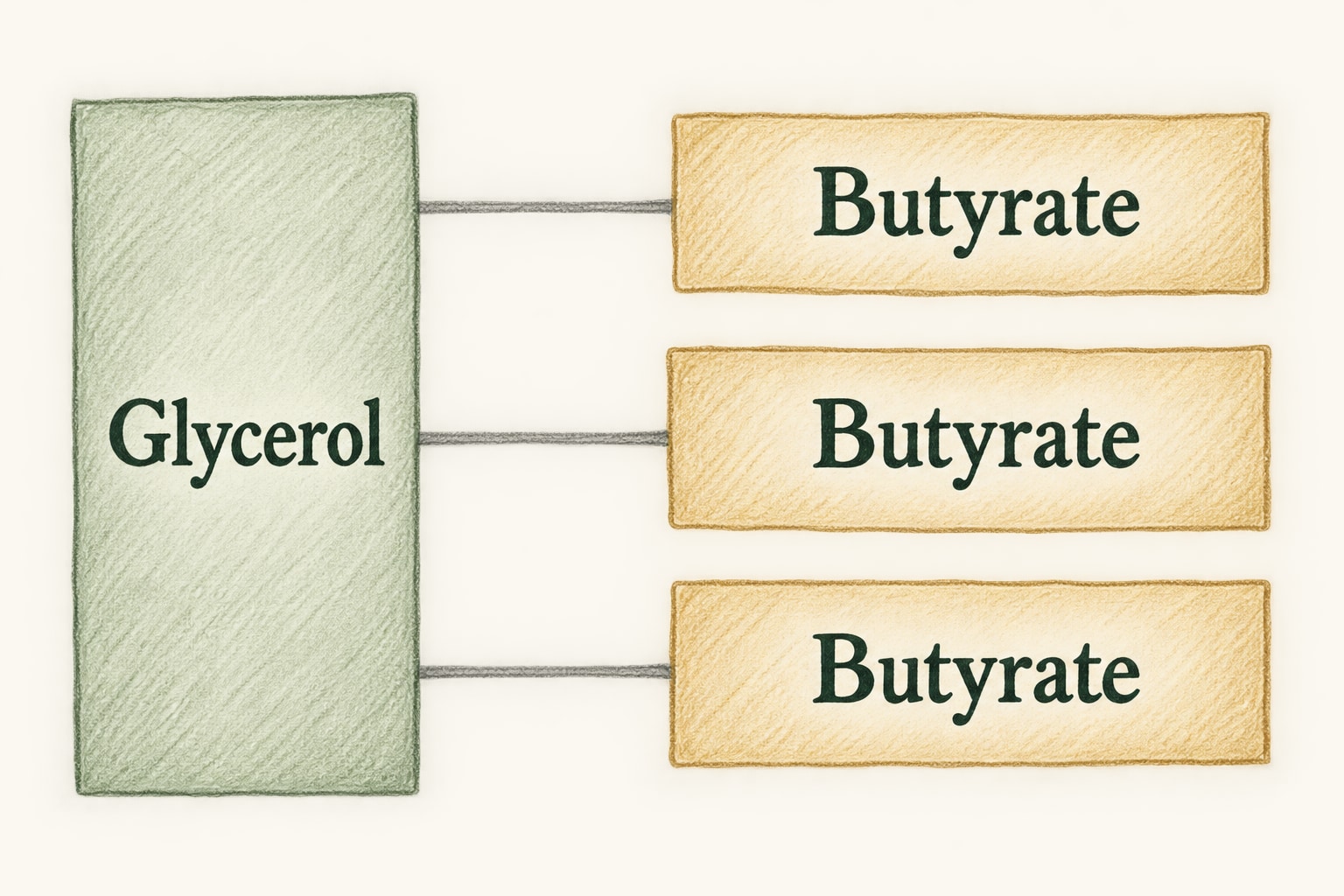 Colored-pencil diagram of one glycerol backbone linked to three butyrate units.
